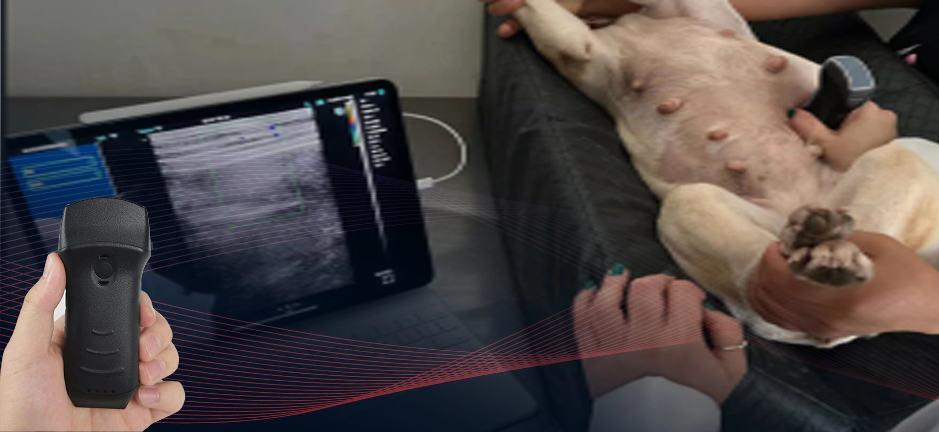 Sonda de ultrasonido inalámbrica veterinaria